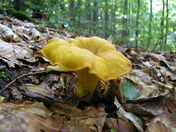 kuriatko jedlé Cantharellus cibarius Fr.