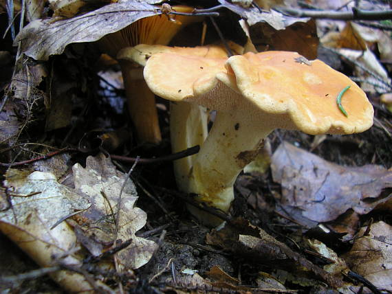 jelenka poprehýbaná Hydnum repandum L.