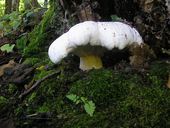 čechratec obrovský ? Leucopaxillus giganteus (Sowerby) Singer