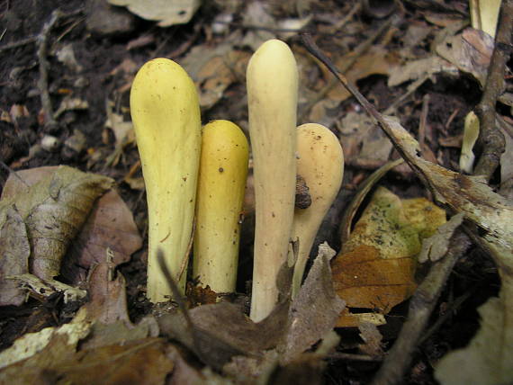 kyjak citrónovožltý Clavariadelphus flavoimmaturus R.H. Petersen