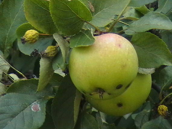 jablka