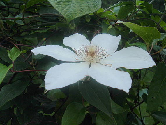 plamienok/clematis/
