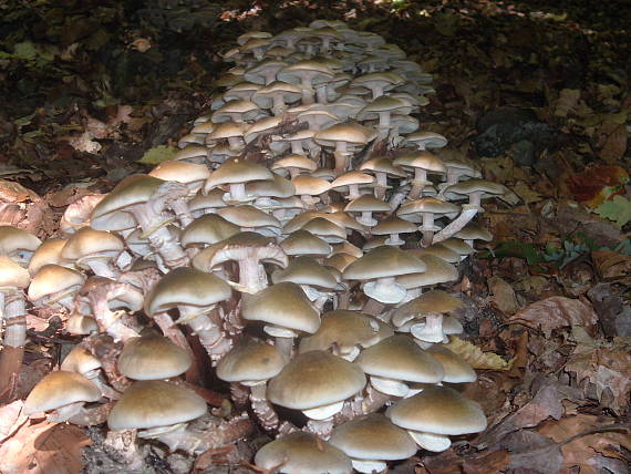podpňovka Armillaria sp.