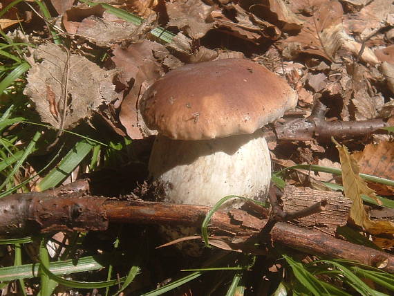 hríb dubový Boletus reticulatus Schaeff.