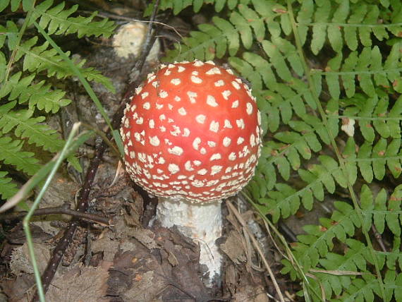 muchotrávka červená Amanita muscaria (L.) Lam.