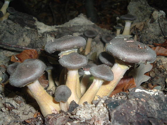 podpňovky Armillaria sp.