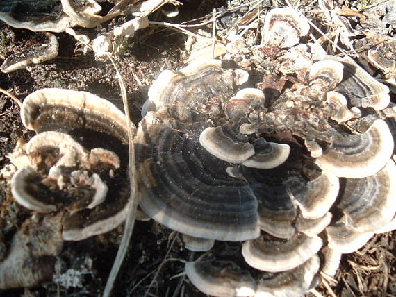 trúdnikovec pestrý Trametes versicolor (L.) Lloyd