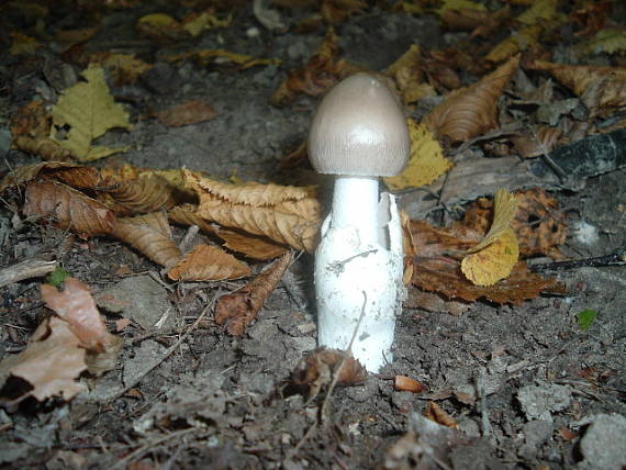 muchotrávka pošvatá Amanita vaginata (Bull.) Lam.