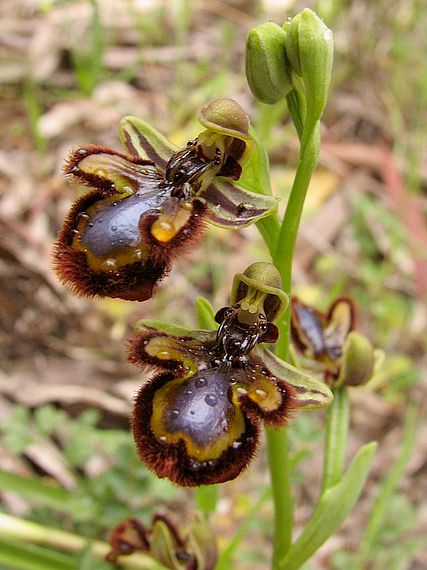 tořič Ophrys speculum Link
