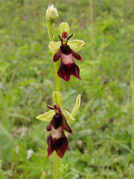 tořič hmyzonosný Ophrys insectifera L.