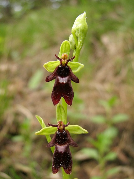 tořič hmyzonosný Ophrys insectifera L.