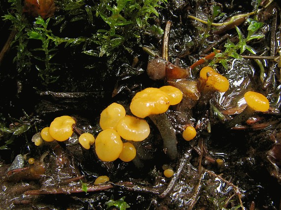 mihavka vodná Vibrissea truncorum (Alb. & Schwein.) Fr.