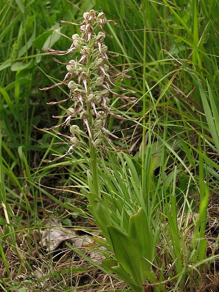 jazýček kozlí Himantoglossum hircinum (L.) Spreng.