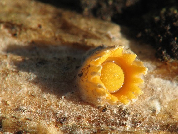 hrachovec hviezdovitý Sphaerobolus stellatus Tode