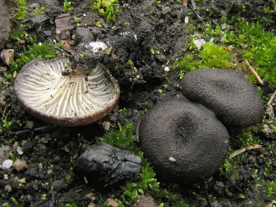 liškovec uhelný Faerberia carbonaria (Alb. & Schwein.) Pouzar