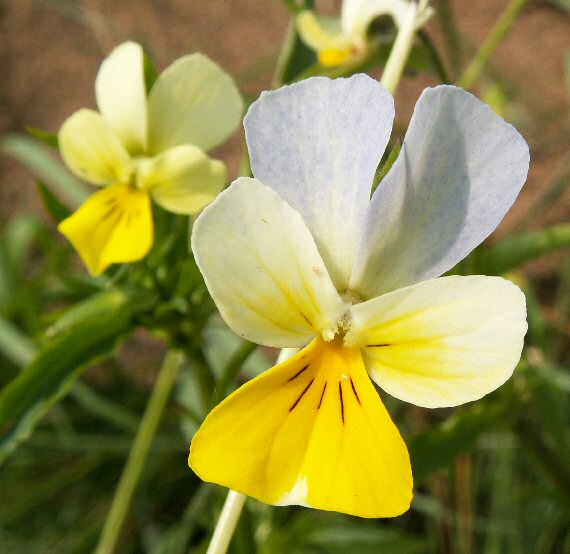 fialka roľná Viola anvensis