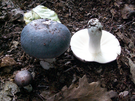 plávka modrastá Russula cyanoxantha (Schaeff.) Fr.