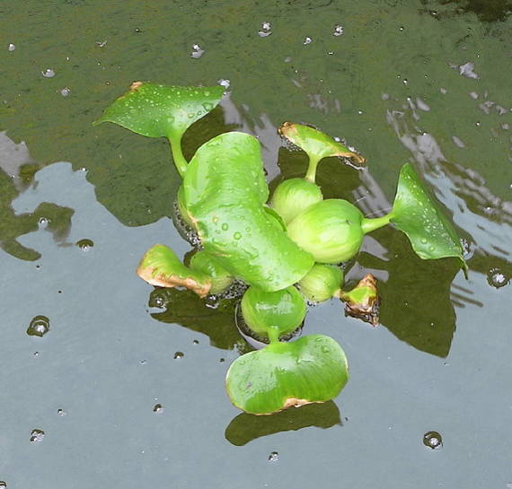 vodný hiacint