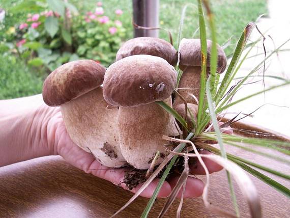 hríb dubový Boletus reticulatus Schaeff.