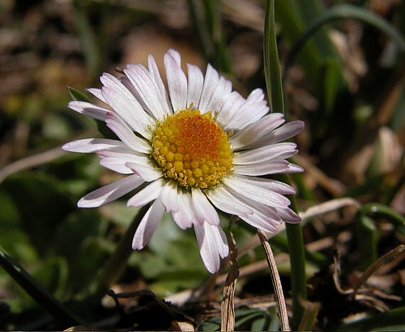 sedmokráska obyčajná Bellis perennis L.