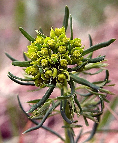 mliečnik chvojkový Tithymalus cyparissias (L.) Scop.