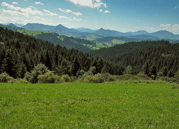 orava