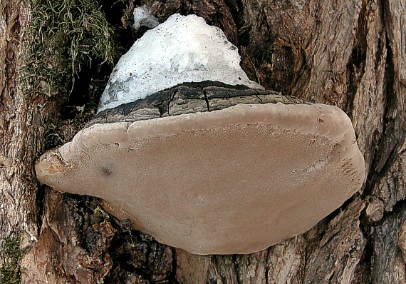 ohňovec obyčajný Phellinus igniarius (L.) Quél.