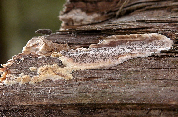 drevomorka rôsolovitá? Merulius tremellosus?