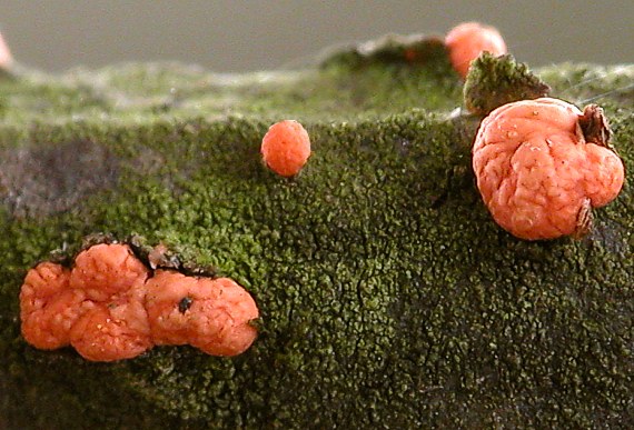 hlivka červená Nectria cinnabarina (Tode) Fr.