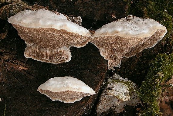 trúdnikovec voňavý Trametes suaveolens (L.) Fr.