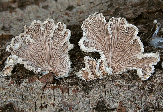 klanolupeňovka obyčajná Schizophyllum commune Fr.