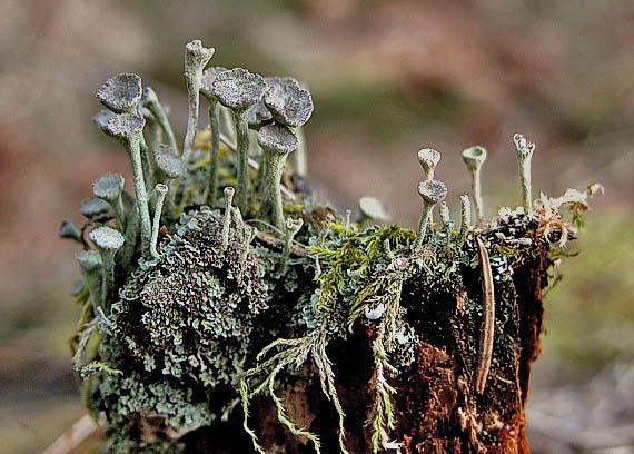 dutohlávka Cladonia fimbriata