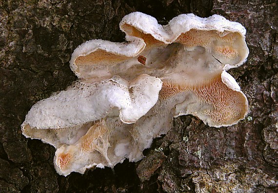 kostrovka beztvárna Skeletocutis amorpha (Fr.) Kotl. & Pouzar