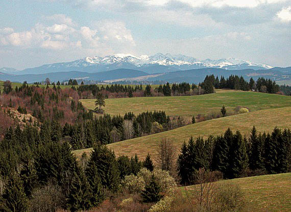 roháče