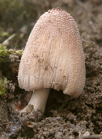 hnojník okrový Coprinellus domesticus (Bolton) Vilgalys, Hopple & Jacq. Johnson