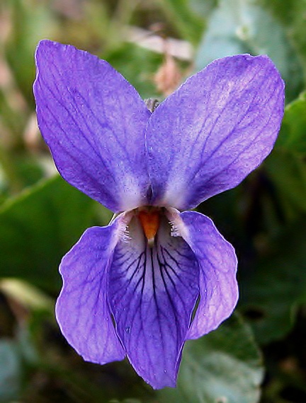 fialka Viola sp.
