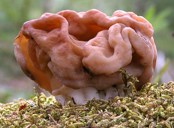 ušiak obrovský Discina gigas (Krombh.) Eckblad