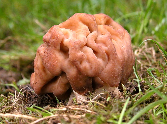 ušiak obrovský Discina gigas (Krombh.) Eckblad