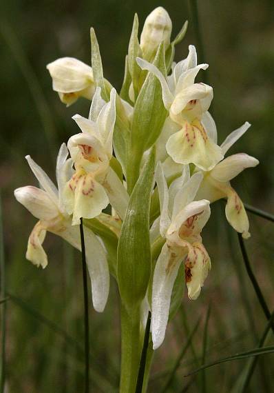 prstovník bazový Dactylorhiza sambucina (L.) Soó
