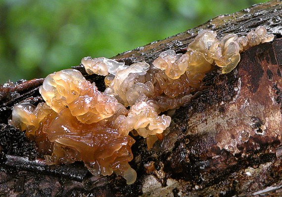 rôsolovka Phaeotremella frondosa (Fr.) Spirin & V. Malysheva