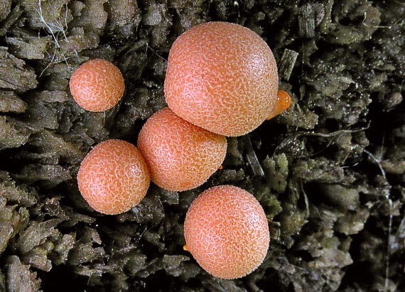 vlčinka červená Lycogala epidendrum (J.C. Buxb. ex L.) Fr.