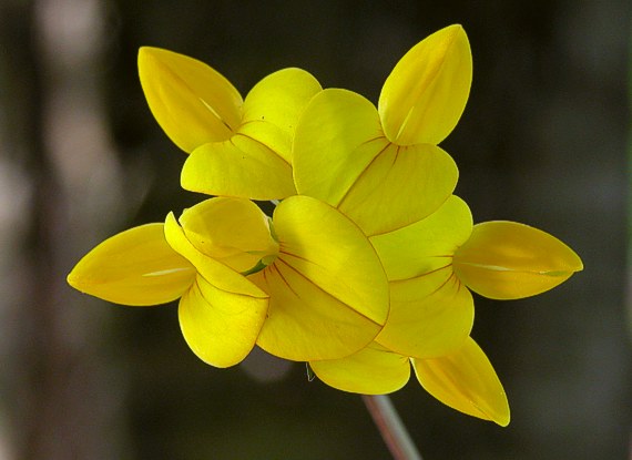 ľadenec rožkatý Lotus corniculatus L.