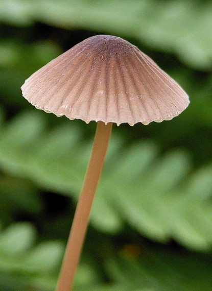 prilbička Mycena sp.