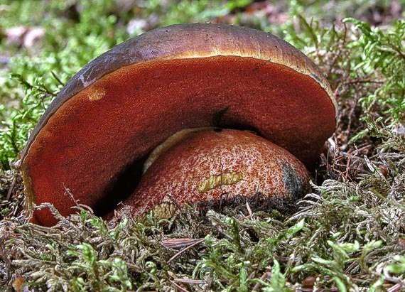 hríb zrnitohlúbikový Neoboletus luridiformis (Rostk.) G. Wu & Zhu L. Yang