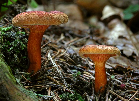 líška oranžová Hygrophoropsis aurantiaca (Wulfen) Maire