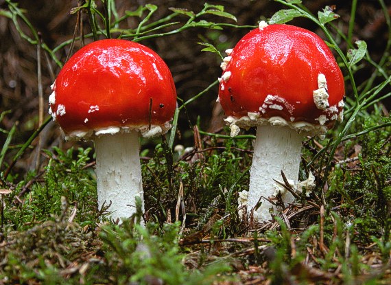 muchotrávka červená Amanita muscaria (L.) Lam.