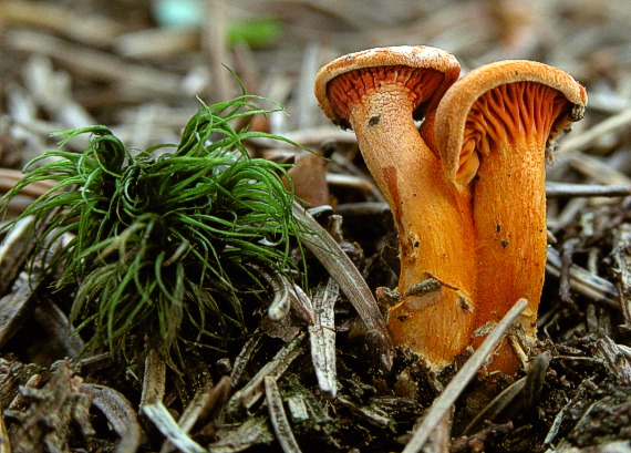 líška oranžová Hygrophoropsis aurantiaca (Wulfen) Maire