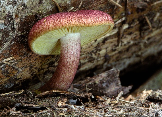 čírovec červenožltý Tricholomopsis rutilans (Schaeff.) Singer