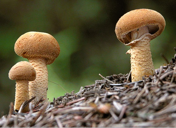 zrnivka Cystoderma fallax