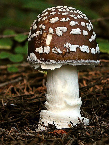 muchotrávka tigrovaná jedľová Amanita abietum E.-J. Gilbert
